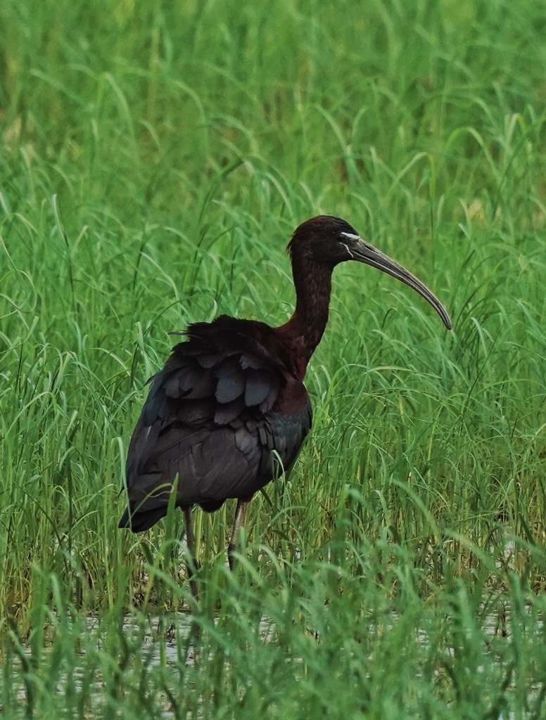 Conservación - Fauna