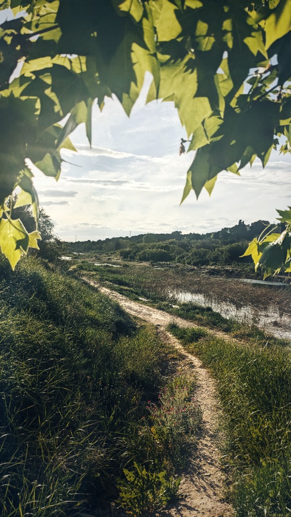 Conservación - Aves