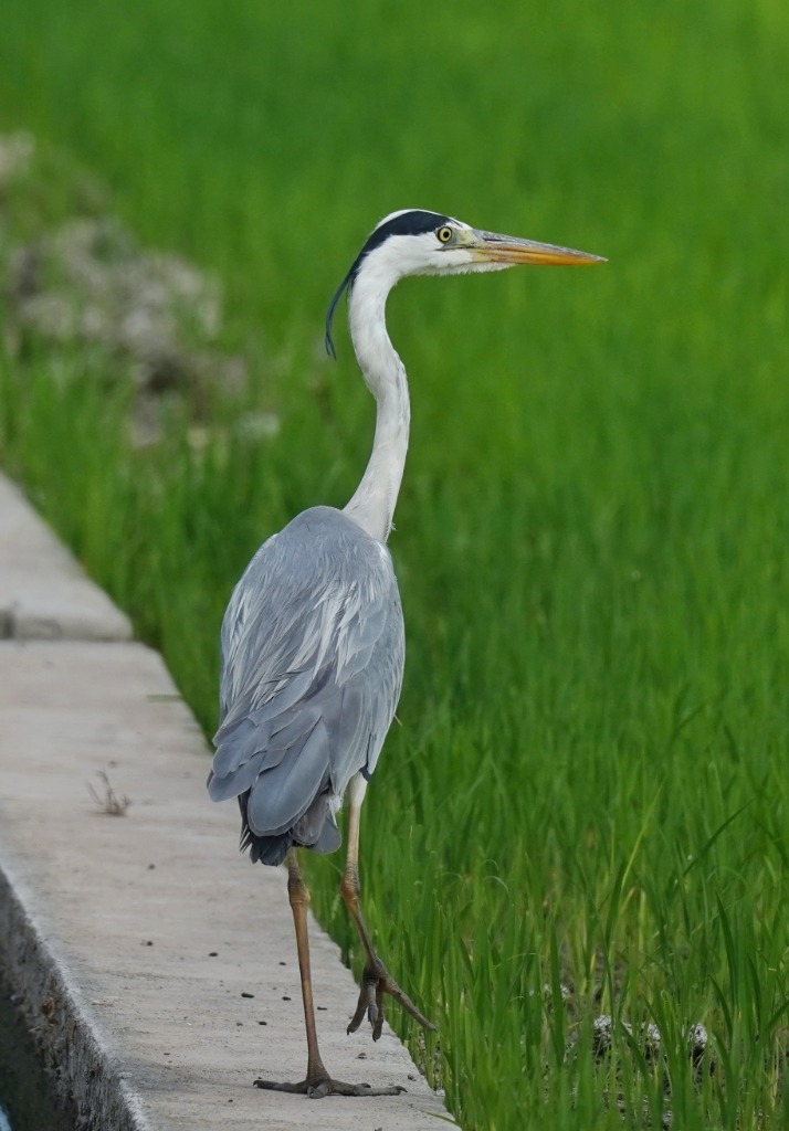 Conservación - Humedales