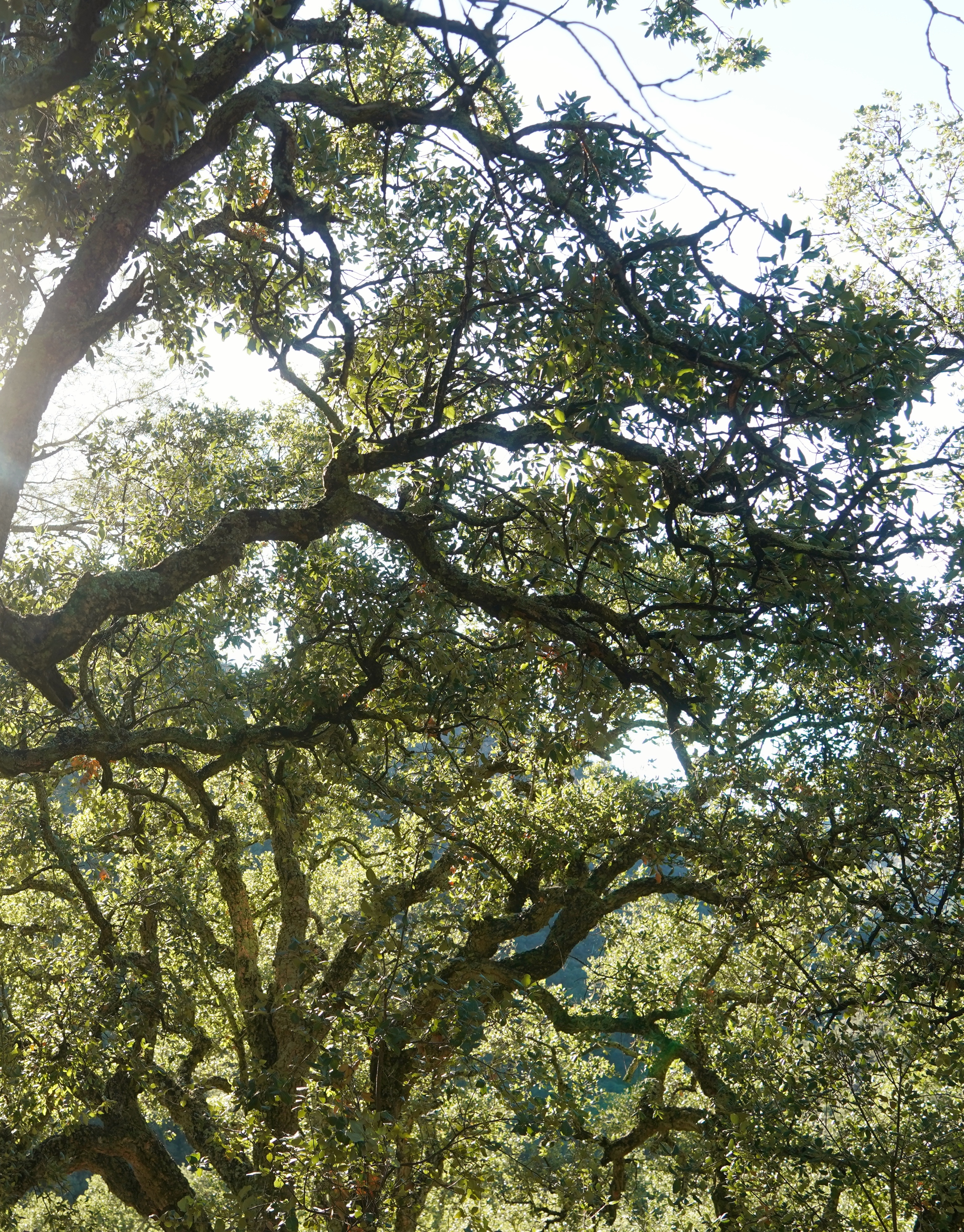 Masías privadas en el interior valenciano