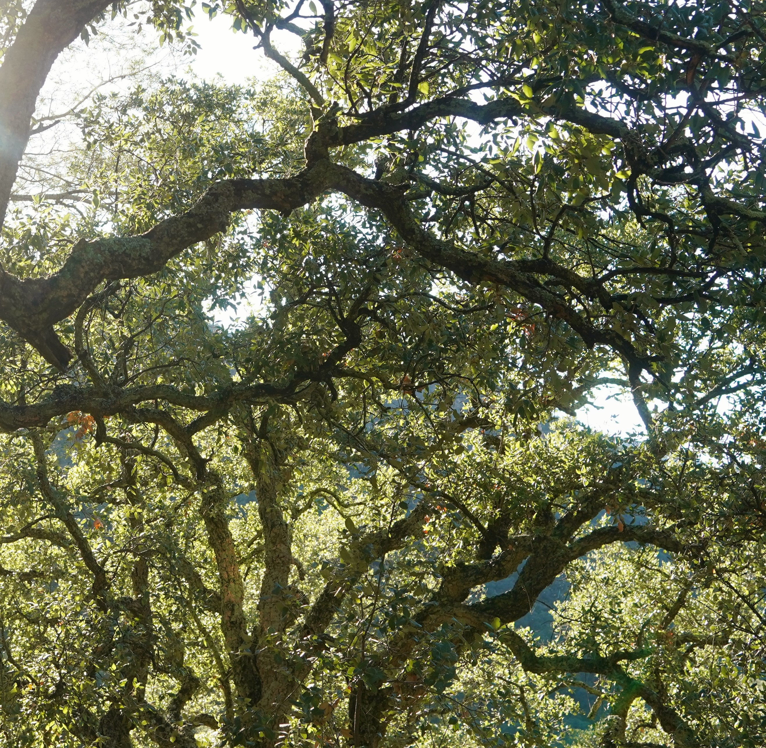 Bosque mediterráneo