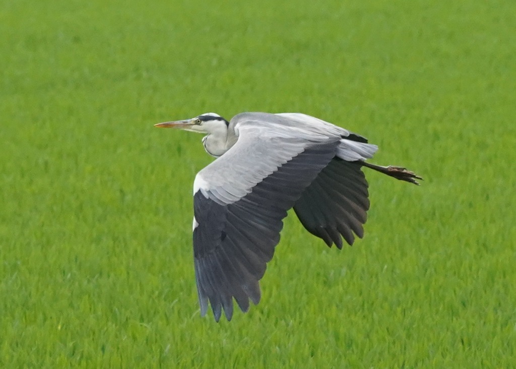 Aves en vuelo sobre La Albufera